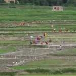 rice planting